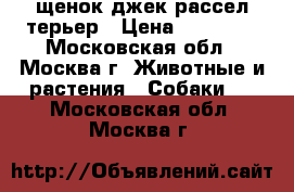 щенок джек рассел терьер › Цена ­ 10 000 - Московская обл., Москва г. Животные и растения » Собаки   . Московская обл.,Москва г.